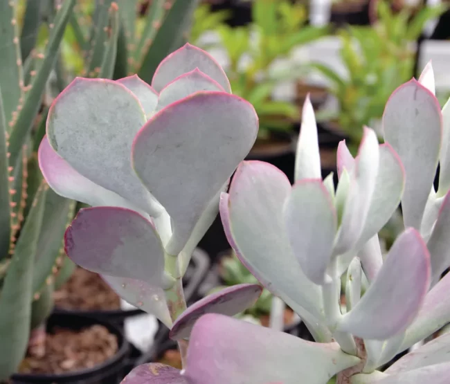 Cotyledon Orbiculata 'Karoo' – Image 2