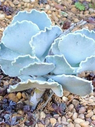 Cotyledon Orbiculata 'Undulata'
