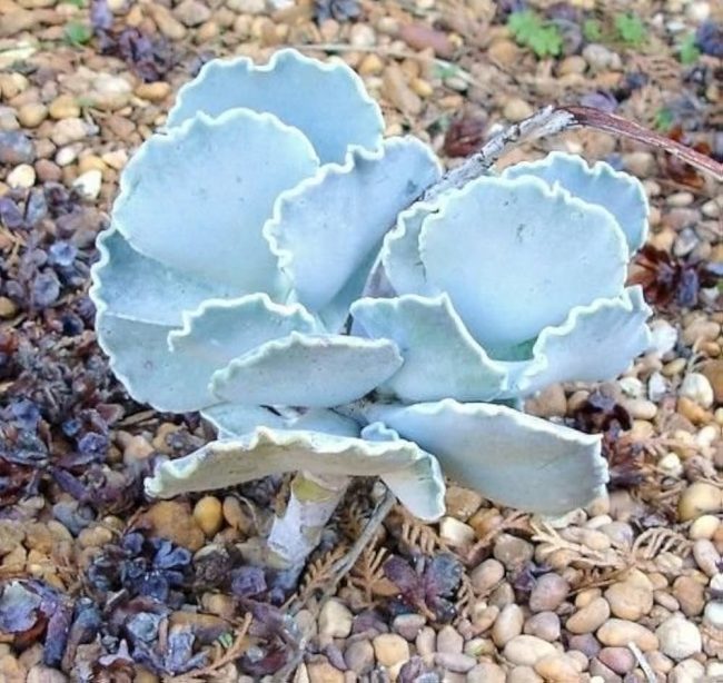 Cotyledon Orbiculata 'Undulata'