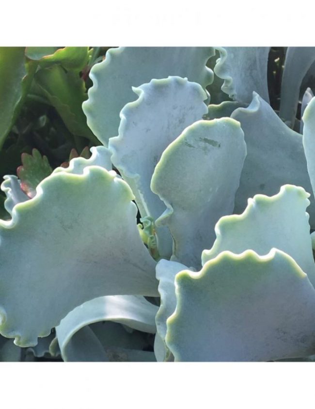 Cotyledon Orbiculata 'Undulata' – Image 2