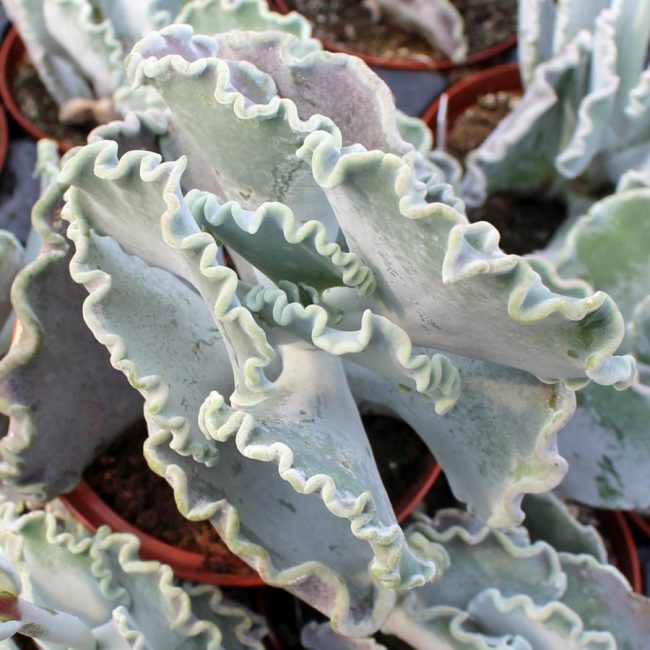 Cotyledon Orbiculata 'Undulata' – Image 3