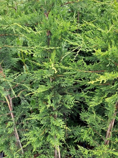 Cyprès de Leyland – Cupressocyparis Leylandii