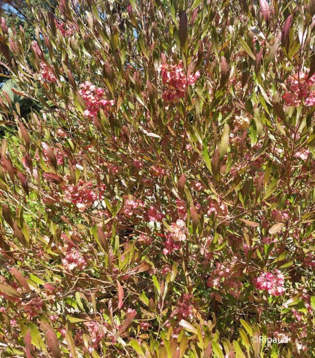 Dodonea Pourpre – Dodonea Viscosa 'Purpurea' – Image 3