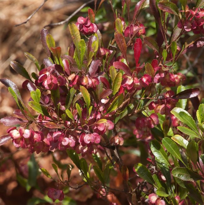 Dodonea Pourpre – Dodonea Viscosa 'Purpurea' – Image 2