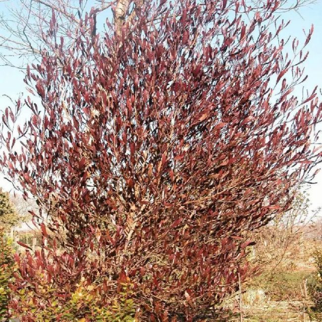 Dodonea Pourpre – Dodonea Viscosa 'Purpurea' – Image 4