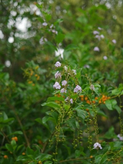 Vanillier de Cayenne – Duranta