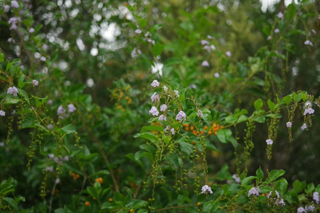 Vanillier de Cayenne – Duranta