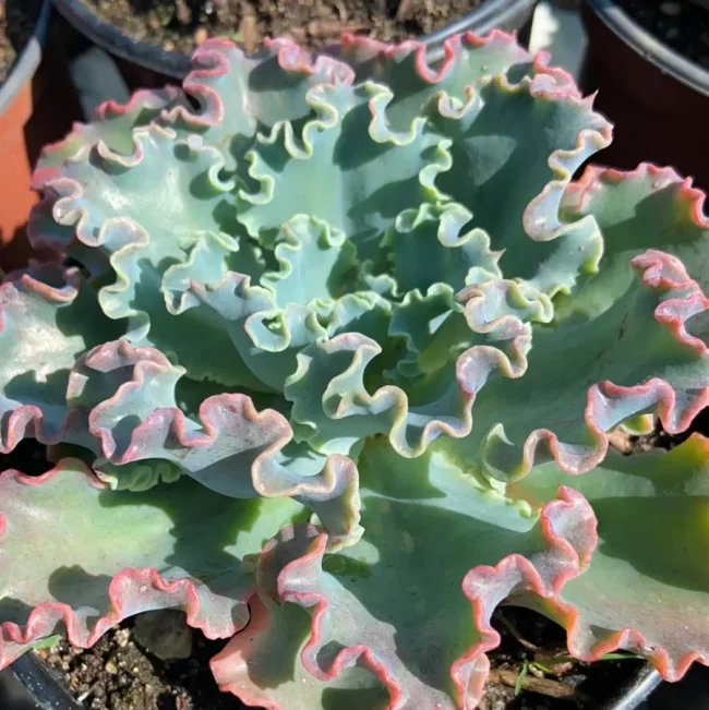 Echeveria 'Giant Blue' – Image 3
