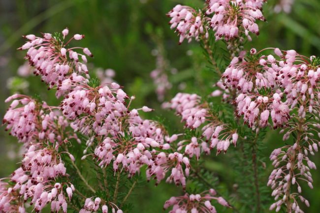 Bruyère Rose – Erica Multiflora – Image 3