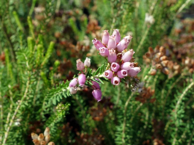 Bruyère Rose – Erica Multiflora – Image 2