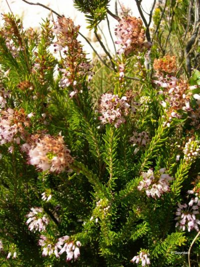Bruyère Rose – Erica Multiflora