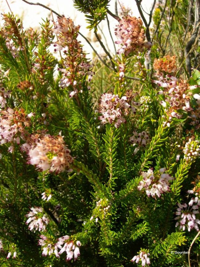 Bruyère Rose – Erica Multiflora