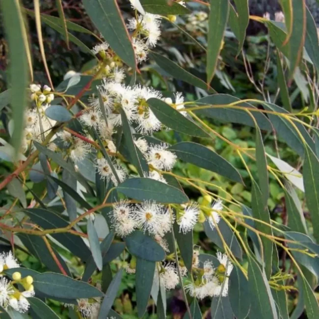 Eucalyptus (Variétés) – Image 4