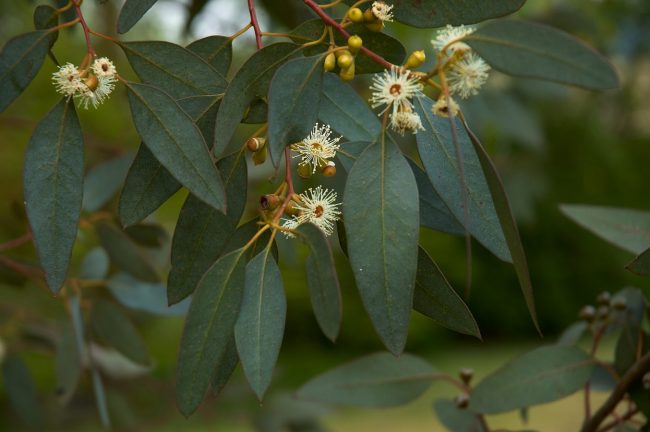 Eucalyptus (Variétés) – Image 3