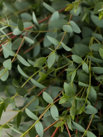 Eucalyptus (Variétés)