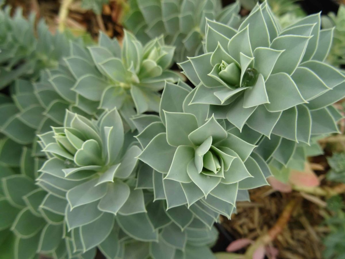 Euphorbia Myrsinite – Image 3