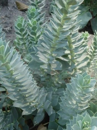 Euphorbia Myrsinite