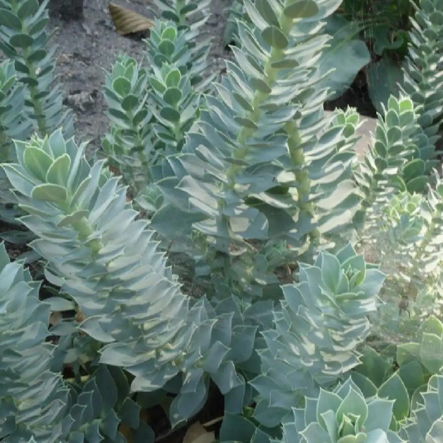 Euphorbia Myrsinite