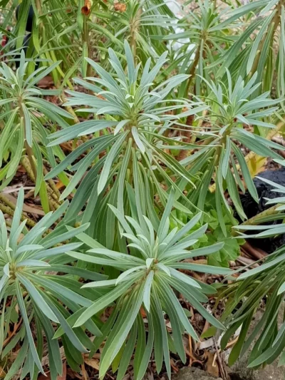 Euphorbia Characias (Variétés)
