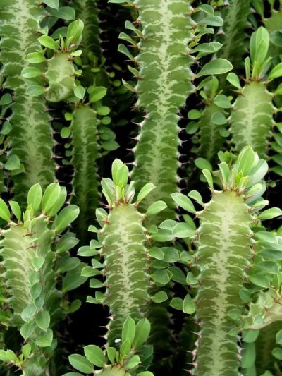 Euphorbia Trigona