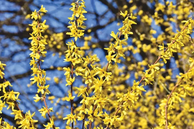 Forsythia – Image 2