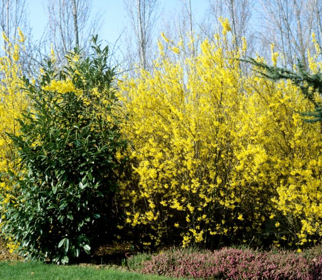 Forsythia – Image 4