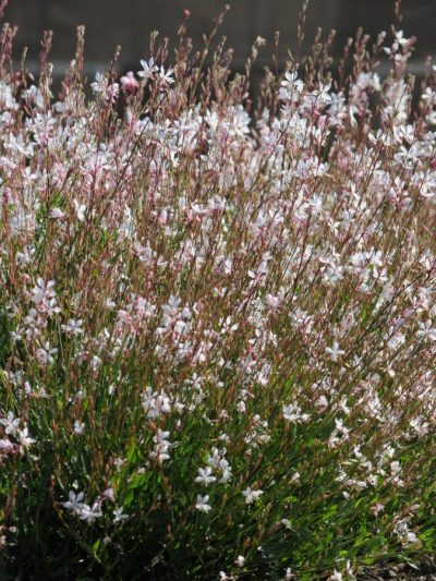 Gaura