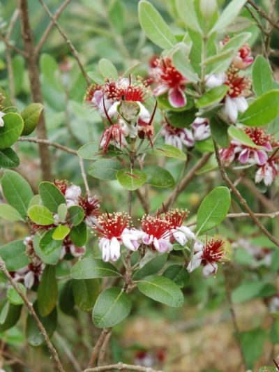 Feijoa – Acca Sellowiana