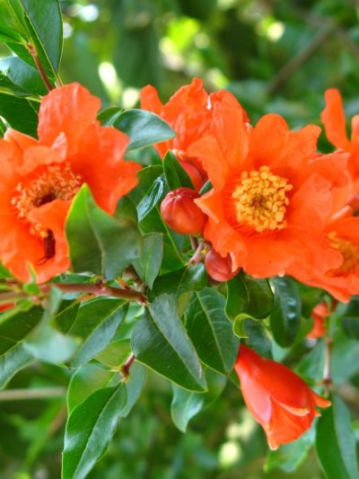 Grenadier (Variétés)