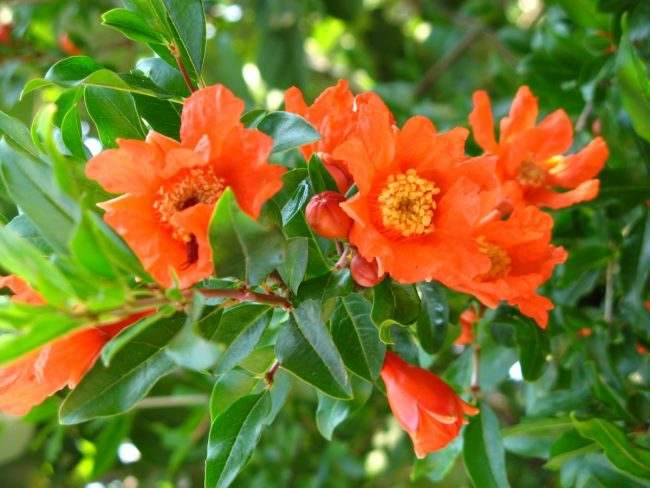 Grenadier (Variétés)