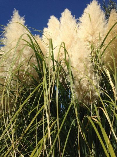 Herbe de la Pampa – Gynérium