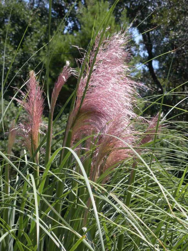Herbe de la Pampa – Gynérium – Image 2