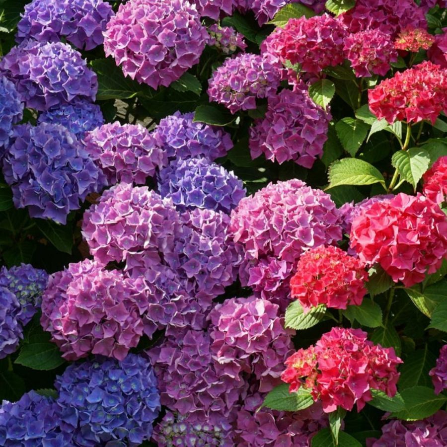 Hortensia (Mix) – Image 6