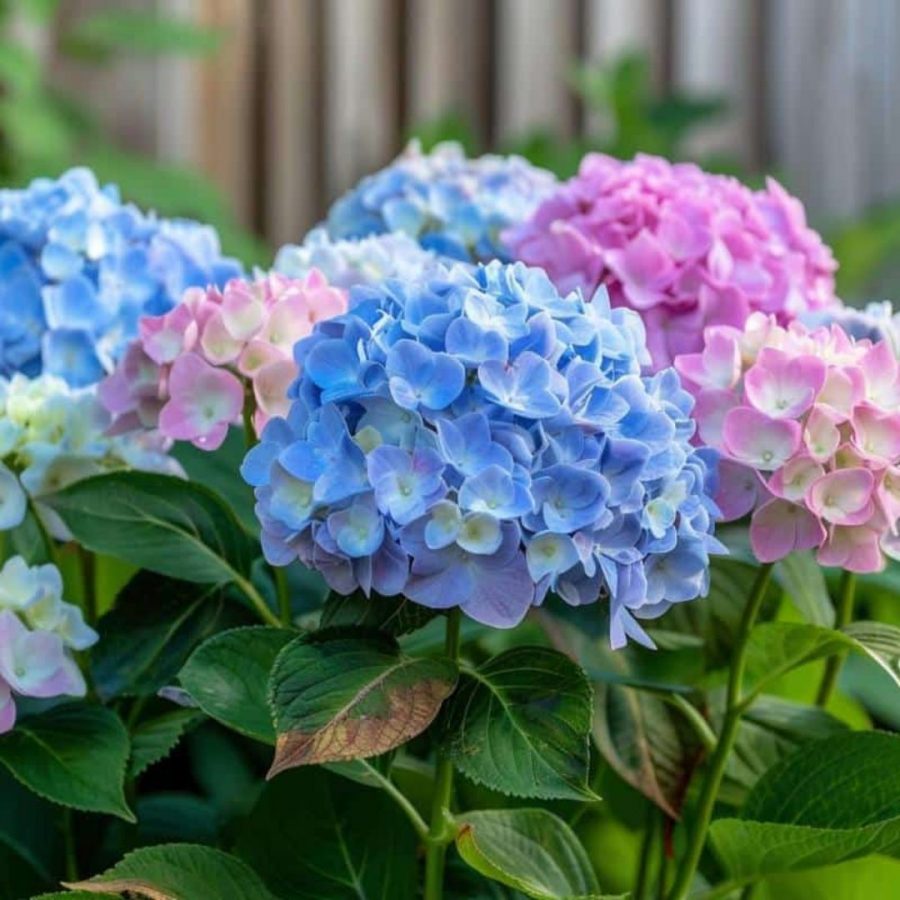 Hortensia (Mix) – Image 2