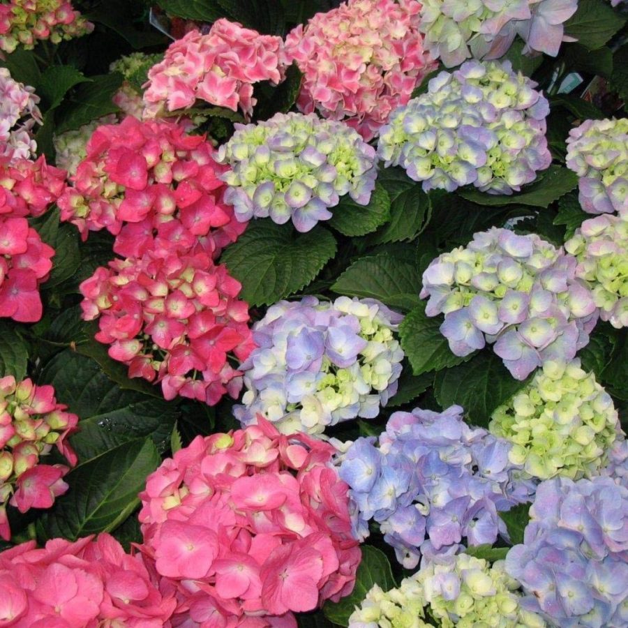 Hortensia (Mix) – Image 5