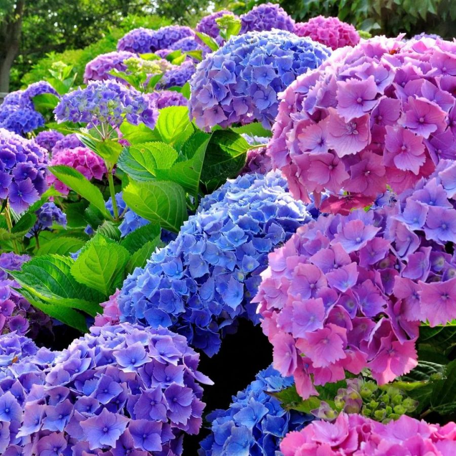 Hortensia (Mix) – Image 9