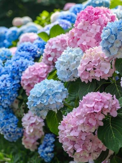 Hortensia (Mix)