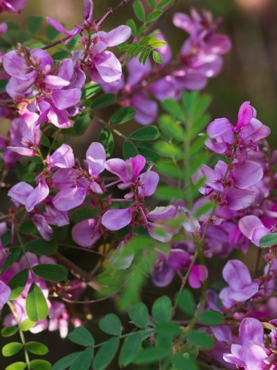 Indigofera