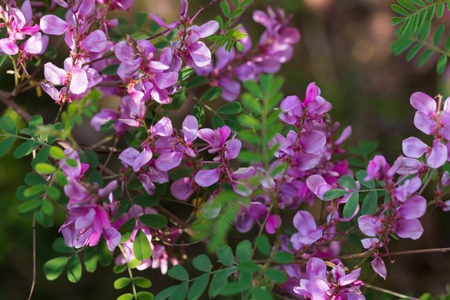 Indigofera