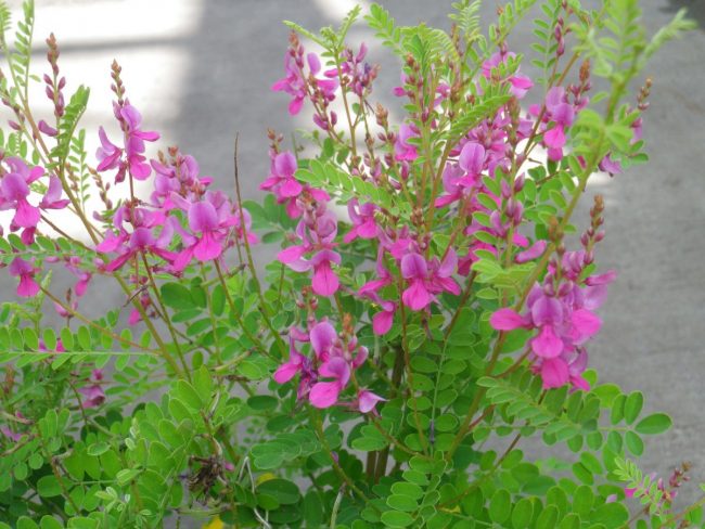 Indigofera – Image 4