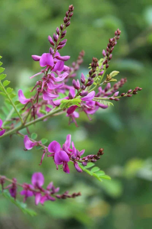 Indigofera – Image 2