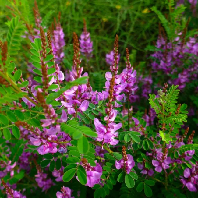 Indigofera – Image 3