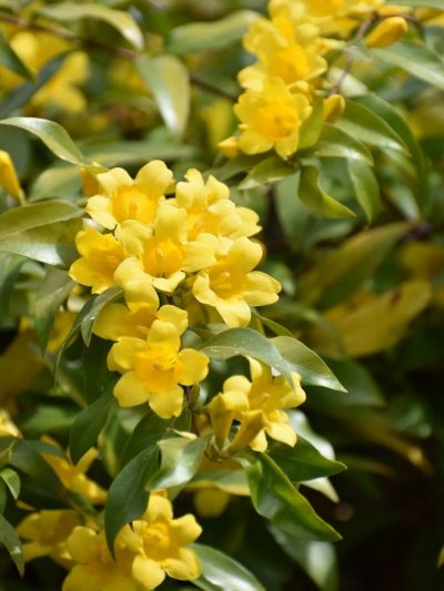 Jasmin de Caroline – Gelsemium Sempervirens