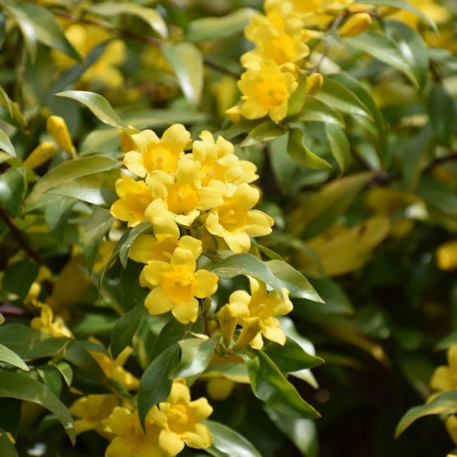 Jasmin de Caroline – Gelsemium Sempervirens