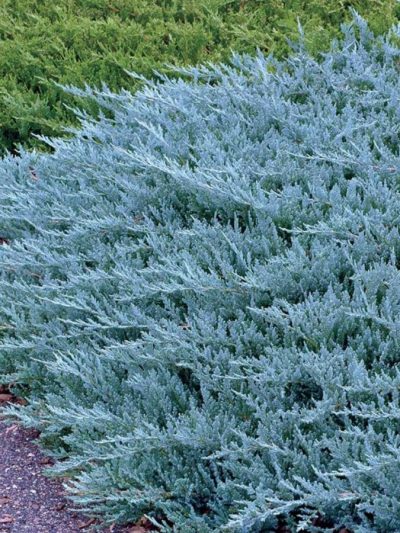 Genévrier Horizontal – Juniperus Horizontalis 'Blue Chip'