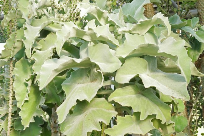 Kalanchoe 'Beharensis' Oreille d’Éléphant