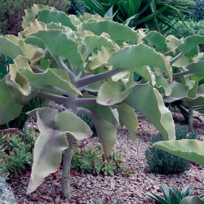 Kalanchoe 'Beharensis' Oreille d’Éléphant – Image 3