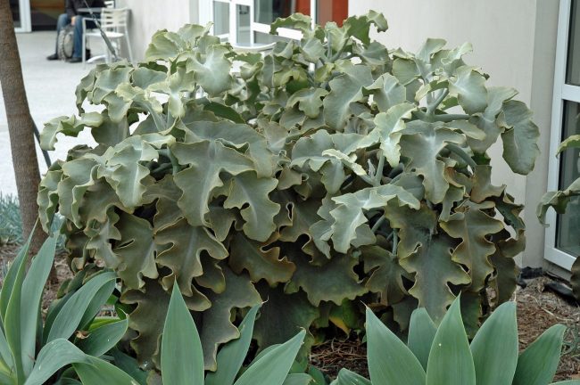Kalanchoe 'Beharensis' Oreille d’Éléphant – Image 4