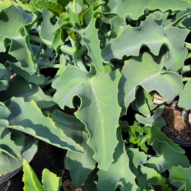 Kalanchoe 'Beharensis' Oreille d’Éléphant – Image 5