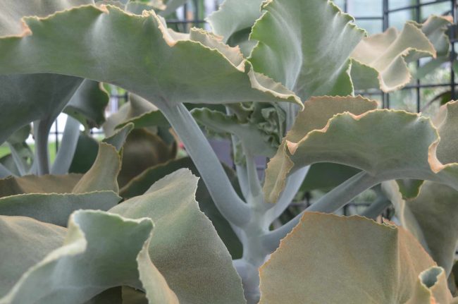 Kalanchoe 'Beharensis' Oreille d’Éléphant – Image 2